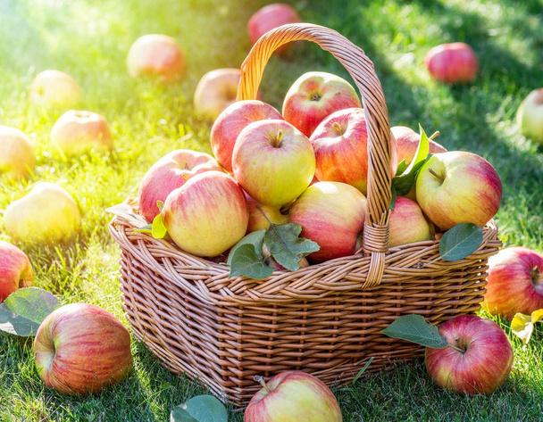 Apple harvest. Ripe red apples in the basket on the green grass. - Photo, image