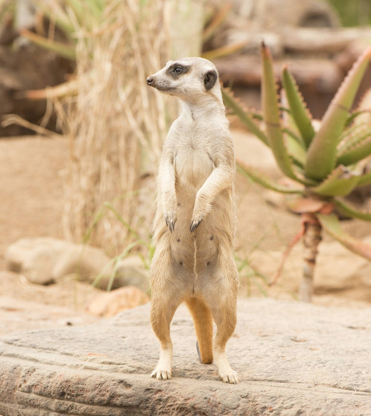 Un suricata mirando a su alrededor
. - Foto, imagen