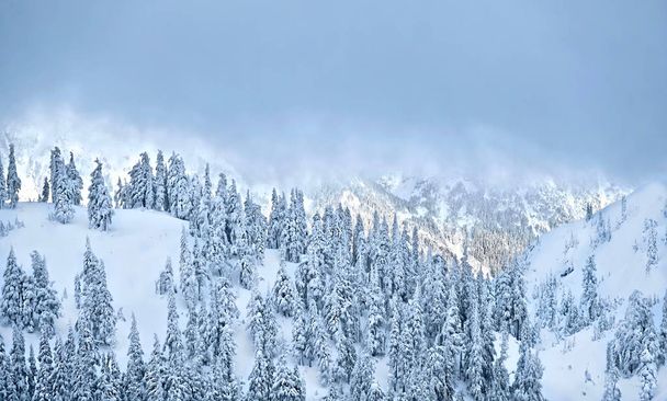 Δάσος στο βουνό καλύπτεται από χιόνι, μετά από βαριές χιονοπτώσεις.  - Φωτογραφία, εικόνα