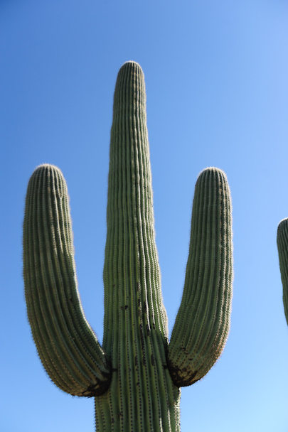 Saguaro gigante no sul de Arizon
 - Foto, Imagem
