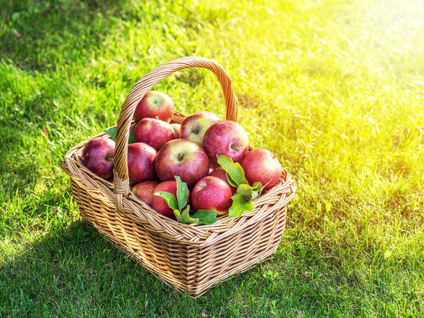Zbiory jabłek. Dojrzałe czerwone jabłka w koszyku na zielonej trawie. - Zdjęcie, obraz