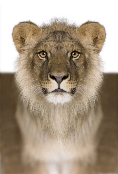 Digitálisan szabályzott oroszlán, oroszlán, 9 hónapos, az előtt - Fotó, kép