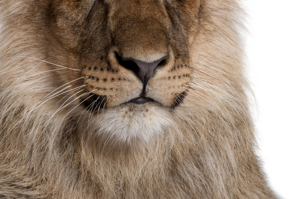 Обрезанный вид на льва, Panthera leo, 9 месяцев, перед
  - Фото, изображение