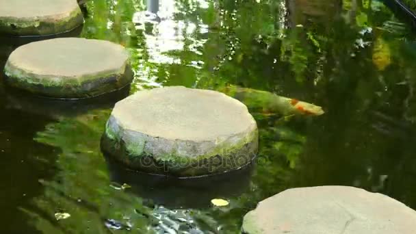 Koi açık havuz ve bahçeleri dekoratif amaçlı tutulur Amur sazan (Cyprinus rubrofuscus) şeklinde renkli. Koi çeşitleri renklendirme, desenlendirme ve kertenkele tarafından ayrılır. - Video, Çekim