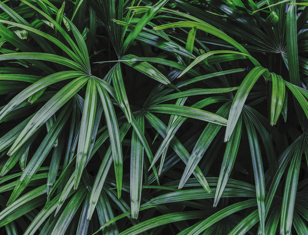 Rhapis excelsa or Lady palm in the garden - Fotografie, Obrázek