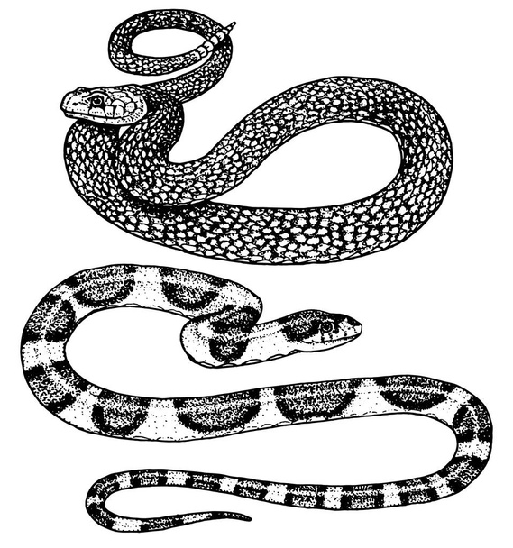 Serpent vipère. serpent cobra et python, anaconda ou vipère, royal. gravé à la main en vieux croquis, style vintage pour autocollant et tatouage. ophidienne et asp
. - Vecteur, image