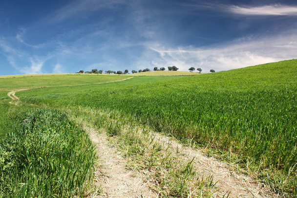 onverharde weg op groen gras en een blauwe hemel - Foto, afbeelding