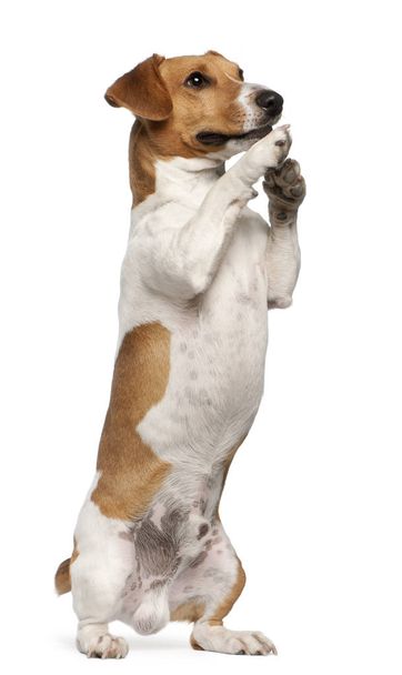 Jack Russell Terrier, 12 mois, sur les pattes arrière devant fond blanc
 - Photo, image