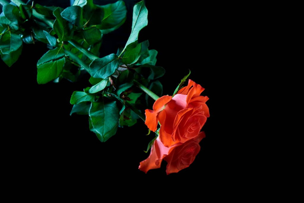 Rosa roja sobre un espejo con un reflejo natural y con un
 - Foto, imagen