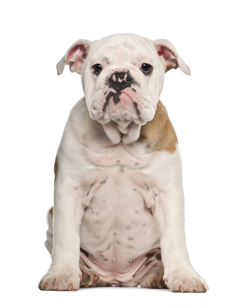Inglés Bulldog cachorro, 4 meses de edad, sentado sobre fondo blanco
 - Foto, Imagen