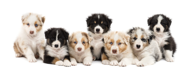 Front view of Australian Shepherd puppies, 6 weeks old, sitting and lying in a row against white background - Photo, Image