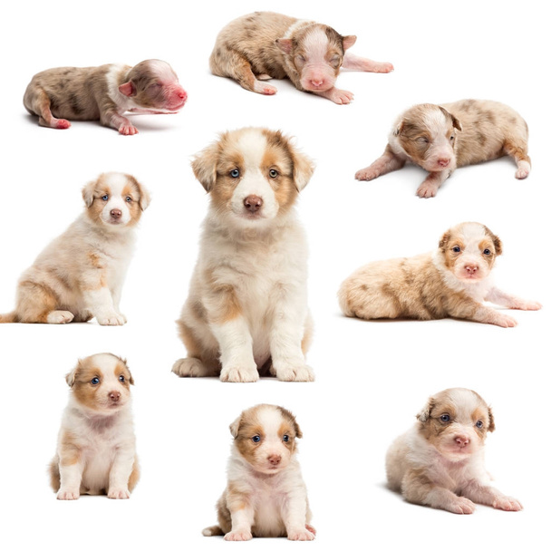 Evolution of an Australian shepherd puppy, 1 days to 2 months old, against white background - Photo, Image