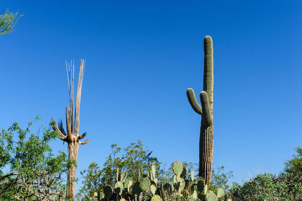 Γίγαντας Saguaro στο νότιο Arizon - Φωτογραφία, εικόνα