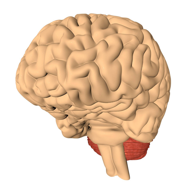 Lidský mozek 3d vykreslení - Fotografie, Obrázek