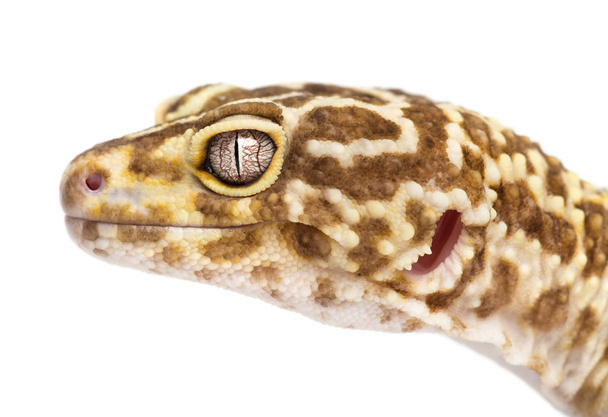Gecko leopardo, Eublepharis macularius, primer plano sobre fondo blanco
 - Foto, imagen