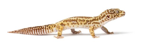 Leopar gecko, Eublepharis macularius, kapatmak karşı beyaz arka plan - Fotoğraf, Görsel