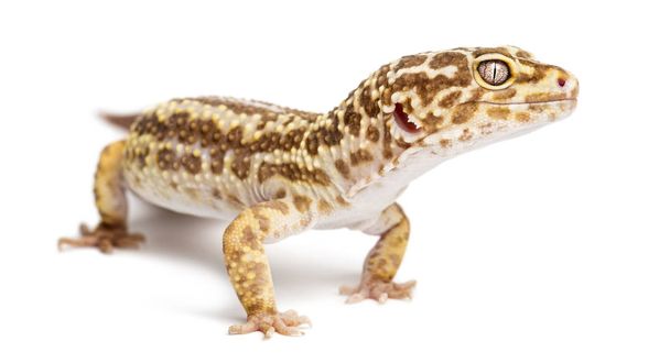 Gecko leopardo, Eublepharis macularius, sobre fondo blanco
 - Foto, imagen