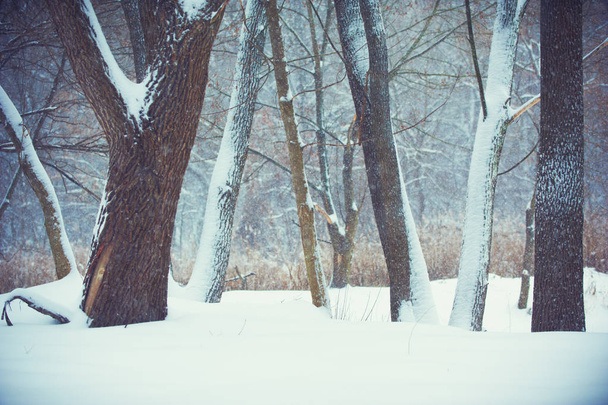 Blurred christmas background with trees, falling snow - Фото, зображення