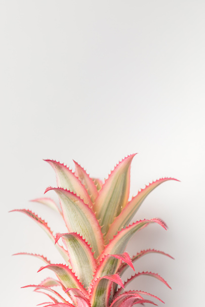 pink pineapple closeup - Zdjęcie, obraz