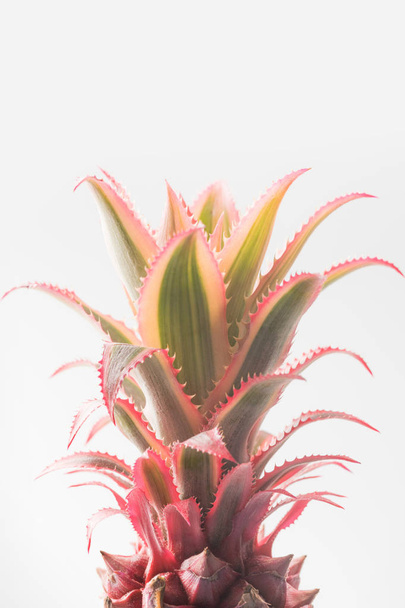 pink pineapple closeup - Фото, зображення