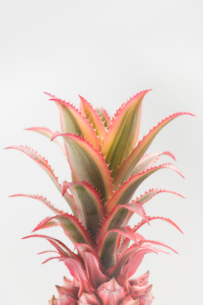 крупним планом рожеві ананас
 - Фото, зображення