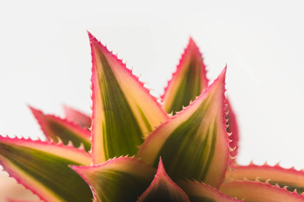 roze ananas closeup - Foto, afbeelding
