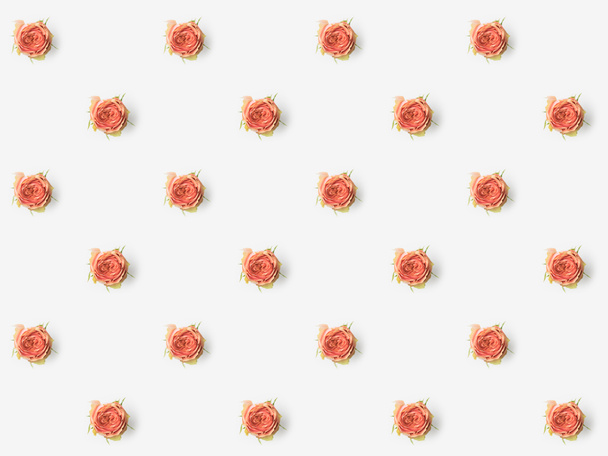 pink flower buds - Foto, Imagem