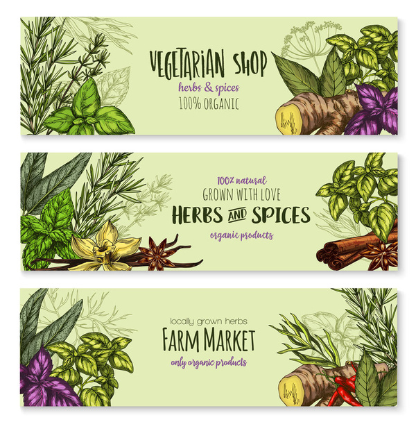 Banner de boceto de condimento de hierbas, especias calientes y alimentos
 - Vector, Imagen