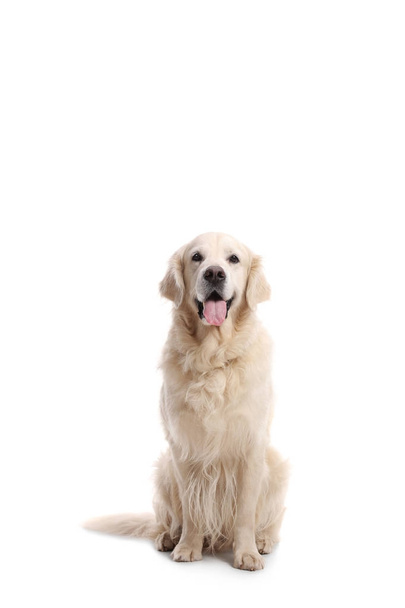 Labrador retriever dog - Фото, изображение