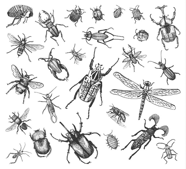 duży zbiór owadów błędów chrząszczy i pszczoły wiele gatunków w starodawny stary ręcznie rysowane stylu grawerowane ilustracja drzeworyt. - Wektor, obraz