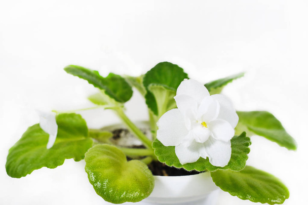 Fialová květina bílá. Květy fialové  - Fotografie, Obrázek