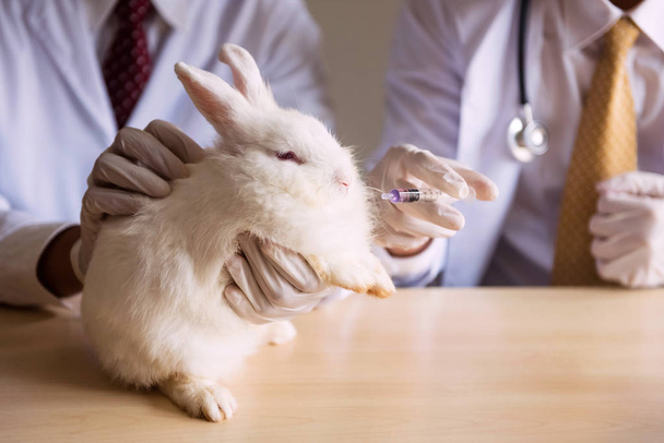  feeding medicine to a white rabbit - Фото, изображение