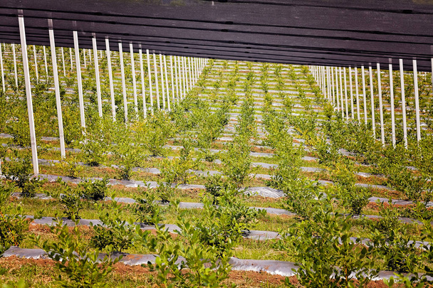 Protection  young blueberry plants on the plantation - Photo, Image