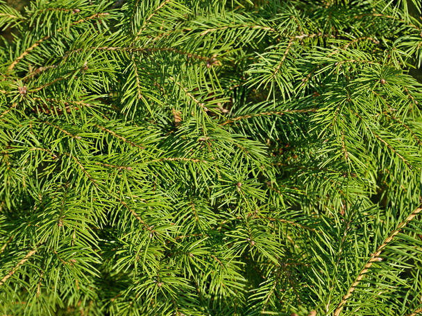 Agulhas de abeto verde como uma textura
 - Foto, Imagem