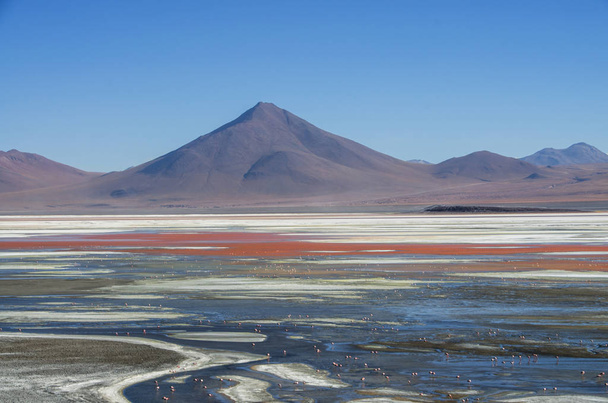 Flamingolar Laguna Colorada, Uyuni, Bolivya - Fotoğraf, Görsel
