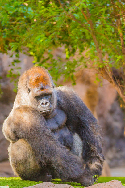 sitting silverback Gorilla  - Photo, Image