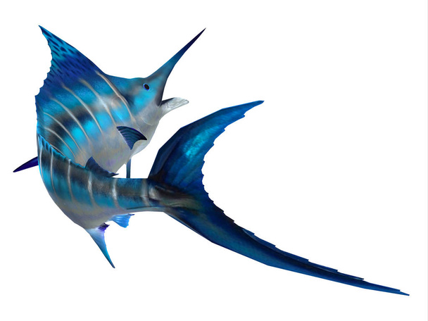 Rabo de peixe Marlin - Foto, Imagem