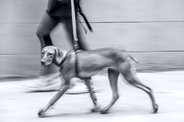 walking the dog on the street  in monochrome blue tonality - Foto, afbeelding