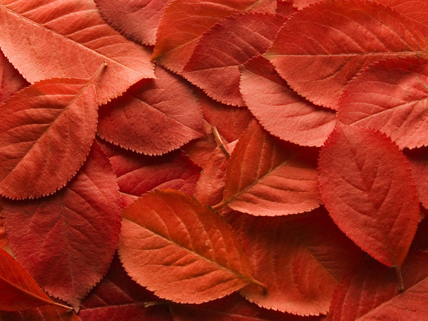 Autumn_leafs - Fotografie, Obrázek