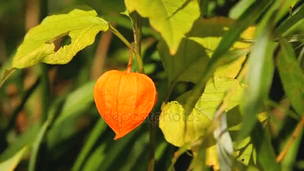 Orange lantern of physalis alkekengi among green leaves - Filmati, video