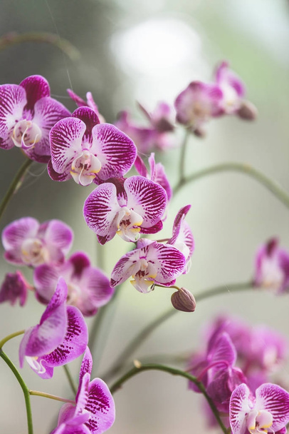 фиолетовые орхидеи цветы в саду
 - Фото, изображение