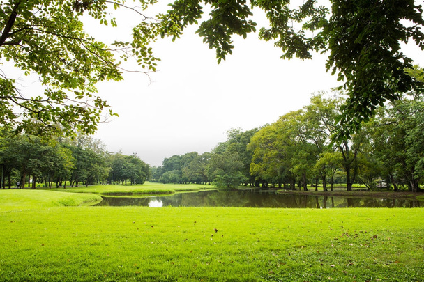 Зеленый газон и деревья в парке - Фото, изображение