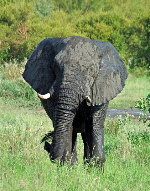 Αγρια Ζωή: Αφρικανικός ελέφαντας - Φωτογραφία, εικόνα