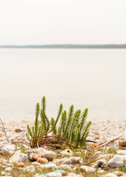Small plant on a gravel beach in Cres - Fotoğraf, Görsel