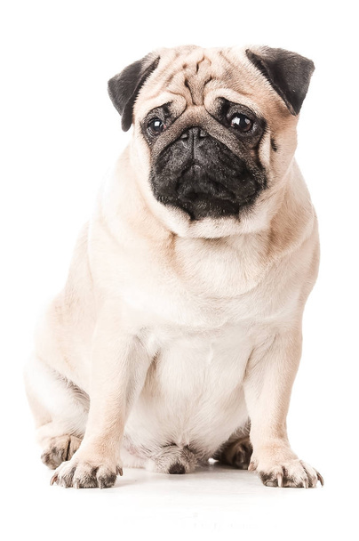 Beautiful  Pug, the dog sits , isolated in white - Photo, Image