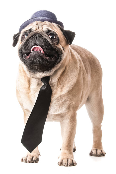 Pug in a hat and tie isolated - Photo, Image