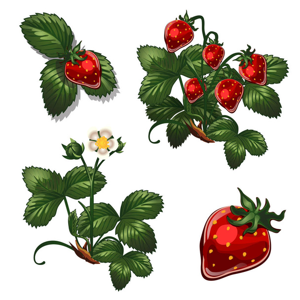 Strawberries berries in different stages of growth. Vector illustration in cartoon style isolated on white background - Vecteur, image