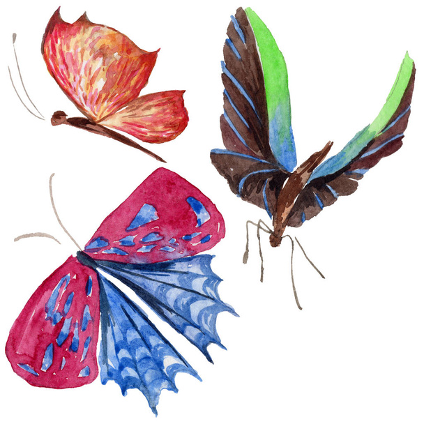 Exotic  butterfly wild insect in a watercolor style isolated. - Photo, image