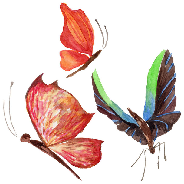 Exotický motýl divoký hmyz ve stylu akvarelu, samostatný. - Fotografie, Obrázek