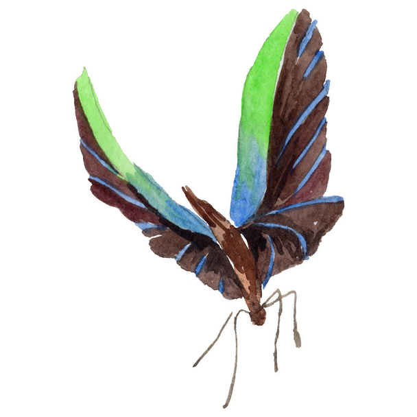 Exotic  butterfly wild insect in a watercolor style isolated. - 写真・画像